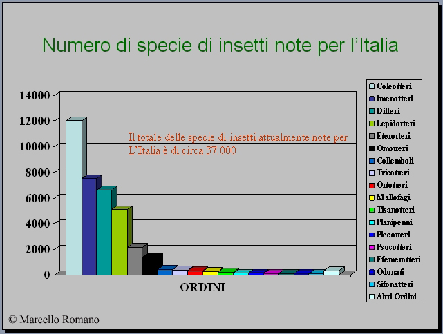 Galleria di alcuni Insetti determinati presenti sul Forum